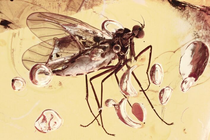 Detailed Fossil Dagger Fly (Empididae) In Baltic Amber #325373